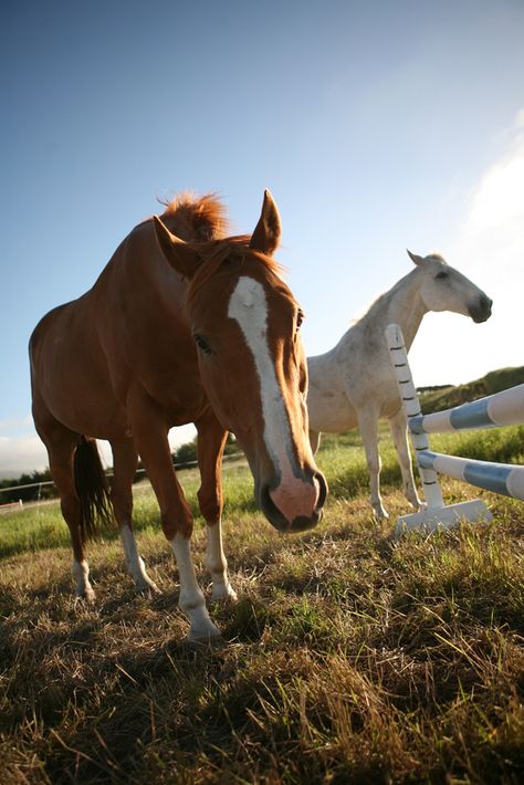 The American Standardbred Horse is a steady, friendly, and calm breed. American Standardbred, Standardbred Horse, Horse Information, Arabian Horse, Horse Love, Horse Breeds, Horses, Animals, Beauty