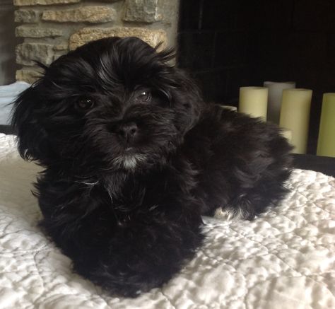 Havanese Grooming, Havanese Puppies For Sale, Havanese Puppy, Bichon Havanais, Puppy Videos, Daisy Dog, Havanese Puppies, Havanese Dogs, Yorkie Poo