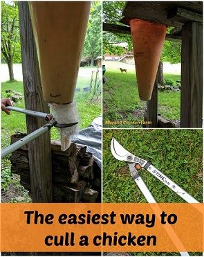 The easiest way to cull a chicken. Butchering Chickens, Goat Feeders, Farming Chickens, Backyard Hens, Mobile Chicken Coop, Meat Birds, Hobby Farming, Portable Chicken Coop, Homestead Ideas