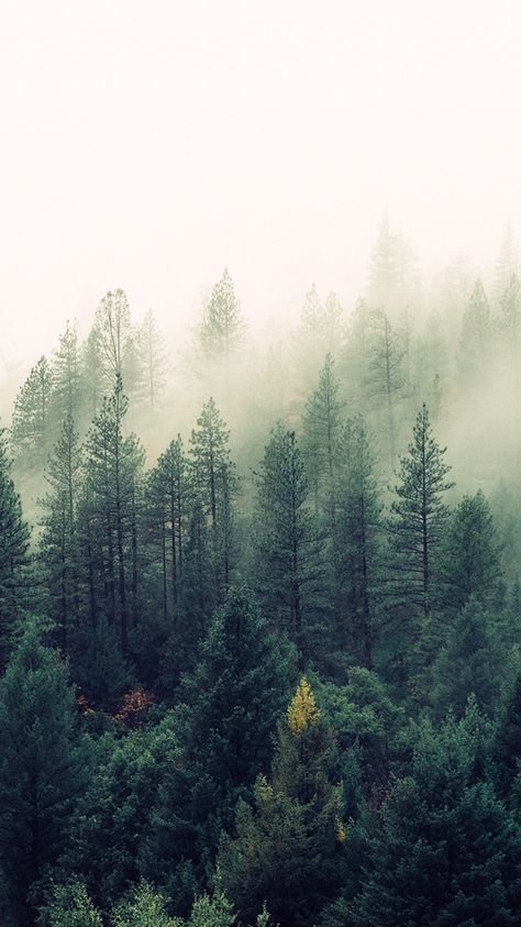 Nature-Mist-Forests-Trees-iPhone-Wallpaper Iphone Wallpaper Preppy, Nature Iphone Wallpaper, Vintage Stickers, Foggy Forest, Wallpaper Android, Wallpaper Tumblr, Forest Wallpaper, Preppy Wallpaper, Forest Art