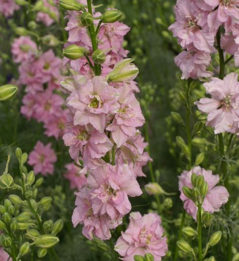 Attracting Butterflies, Delphinium Flowers, Perennial Bulbs, Billy Buttons, Fall Bulbs, Zinnia Flowers, Light Pink Flowers, Dried Bouquet, Flower Care