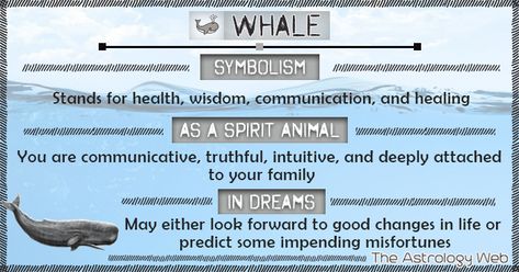 Whale Symbolism Spirit Animal Dream Whale Tail Meaning, Whale Symbolism, Whale Meaning, Animal Totem Spirit Guides, Spirit Animal Meaning, Animal Meanings, Animal Tarot, Spirit Animal Totem, Totem Animals