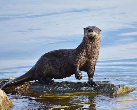 Otter Facts, River Otters, Duck Pond, River Otter, River Bank, Sea Otter, Fish Bone, An Animal, Art Plastique