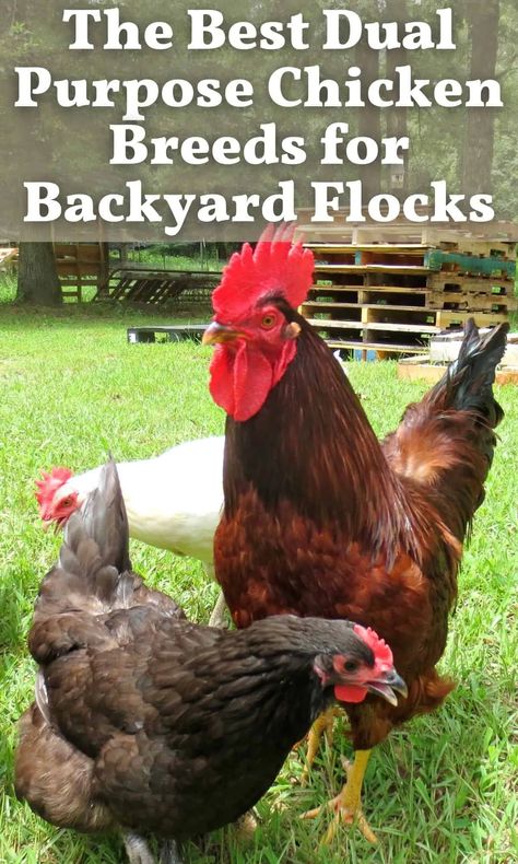 Garden Chickens, What To Feed Chickens, Yard Chickens, Feed Chickens, Urban Homestead, Raising Chicks, Homestead Ideas, Chicken Farming, Backyard Chicken Farming