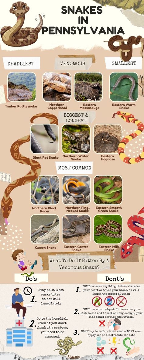 With more than 20 kinds of snakes in PA, discover which ones are most common, which are most dangerous, and which ones just want to be left alone. Check out Outforia's article to learn the types of snakes you can meet in Pennsylvania, Types Of Snakes, Famous People In History, Kinds Of Snakes, Venom Snake, Milk Snake, Hognose Snake, Black Rat, Rat Snake, Garter Snake