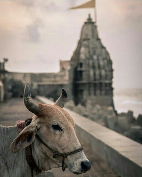 Dwrkadish Photo, Dwarkadhish Wallpaper Full Hd, Dwarkadhish Photo, Dwarkadhish Hd Photo, Dwarkadhish Temple, Blue Sky Quotes, Dwarikadhish Hd Wallpaper, Jay Dwarkadhish, Dslr Blur Background