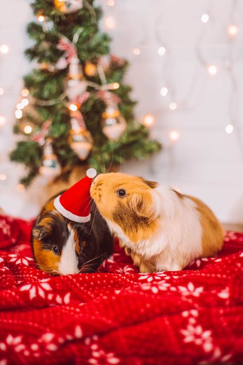 Two Guinea pigs in front of a Christmas backdrop. One is wearing a small Santa hat and the other is sniffing the hat to check it out. Guinea Pig Christmas Photoshoot, Guinea Pig Photoshoot, Christmas Photos Diy, Pig Photoshoot, Animal Widgets, Christmas Pet Photos, Guinea Pig Christmas, Pig Christmas, Baby Guinea Pigs