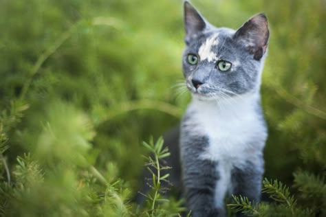 Cat Inspiration, Cat References, Tortoiseshell Cat, Warrior Cats Books, Calico Cats, Cat Reference, Warrior Cats Art, Cat Pose, Cat Photography