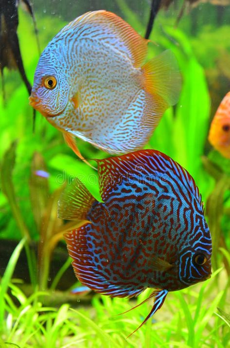 Discus Aquarium, Fish Animal, Tropical Freshwater Fish, Rare Colors, Discus Fish, Wild Animals Pictures, Cool Fish, American Pattern, Beautiful Sea Creatures