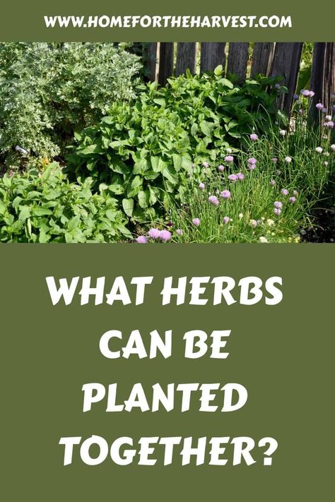 What herbs can be planted together? Plant Herbs Together, Herbs That Grow Well Together, What Herbs Can Be Planted Together, Compatible Herbs Companion Planting, Plant Pairings Companion Gardening, Herbs List, Basil Plant, Culinary Herbs, Marjoram