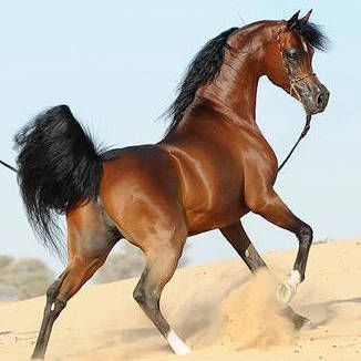 Cai Arabi, Arabian Horse Portrait, Arabian Quarter Horse Cross, Arabic Horse Photography, Arabic Black Horse, Arabian Horse Running, Arabian Stallions, Arabian Endurance Horse, Beautiful Arabian Horses