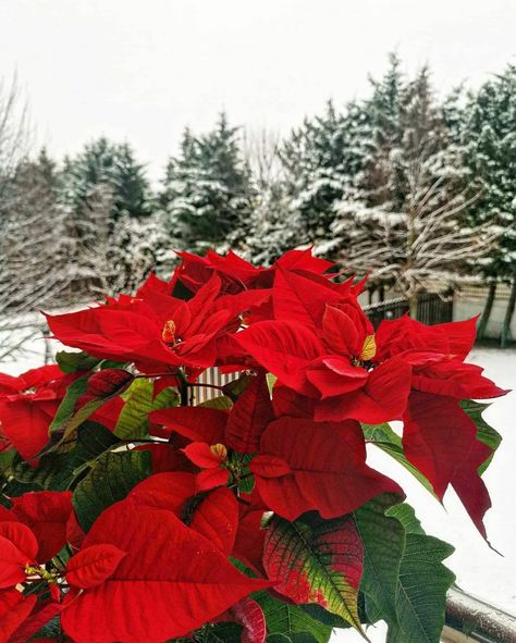 National Poinsettia Day | December 12th | Winter | rosaslav December 12, Poinsettia, Winter Christmas, Holidays, Flowers, Christmas