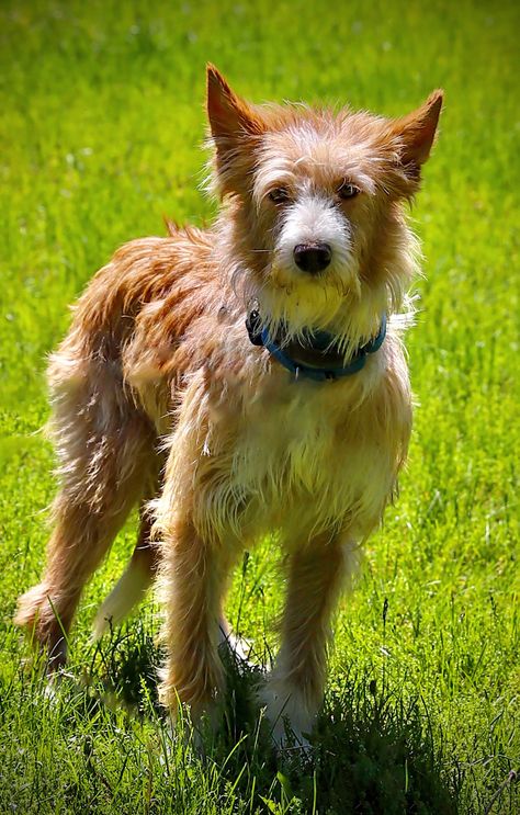 Portuguese Podengo Pequeno, Portuguese Podengo, Greyhound Adoption, Shy Boy, Red Chestnut, Animal References, Adoption Center, Helping The Homeless, Greyhound