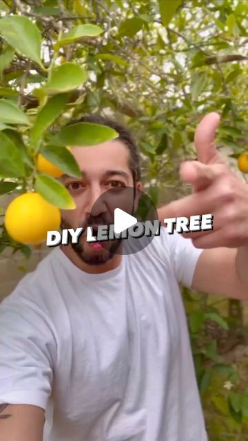 Armen Adamjan on Instagram: "Next time you cut into a lemon, and a seed pops out.. try growing your own lemon tree! 🍋😲 . . . . #lemon #plants #lifehacks #hacks #tipsandtricks #healthyfood #sustainability #selfsufficiency #gardening" Lawn Decor Ideas, Planting Lemon Seeds, Garden Island Ideas, Indoor Lemon Tree, Lemon Tree From Seed, Growing Lemon Trees, Lawn Ideas, Lemon Plant, Lemon Seeds