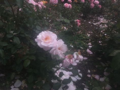 Green Bushes, Rose Green, Nothing But Flowers, Flower Therapy, Aesthetic Images, Nature Aesthetic, Flowers Nature, Pretty Flowers, Pretty Pictures