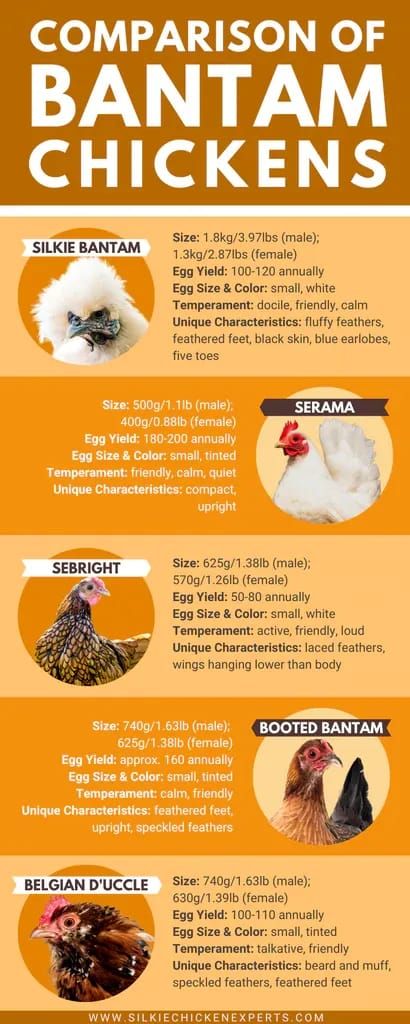 Chicken Breeds Chart, Silkie Chickens Colors, Bantam Breeds, Serama Chicken, Bantam Chicken Breeds, Poultry Farm Design, Silkie Bantam, Bantam Chicken, Chicken Facts