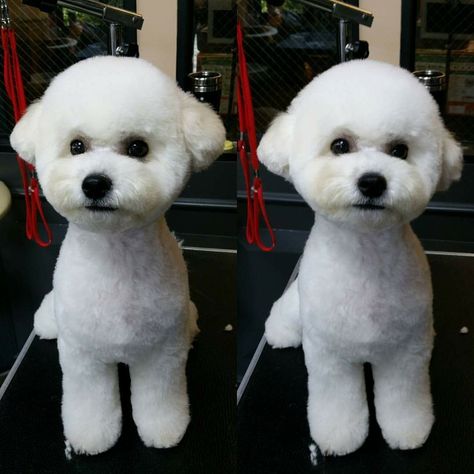 Poodle tight bichon head Shitzu Haircuts, White Toy Poodle, Poodle Hair, Poodle Haircut, Dog Grooming Styles, Bichon Dog, Bichon Frise Puppy, Baby Grooming, Poodle Grooming