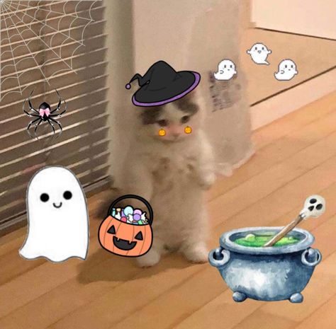 Cat Pfp Halloween, Halloween Cat Pfp, Cute Cat Matching Pfp, Aesthetic Halloween Pfp, Cute Cat Pfp, Cat Matching Pfp, Cat Banner, Cat Edit, Pfp Cat