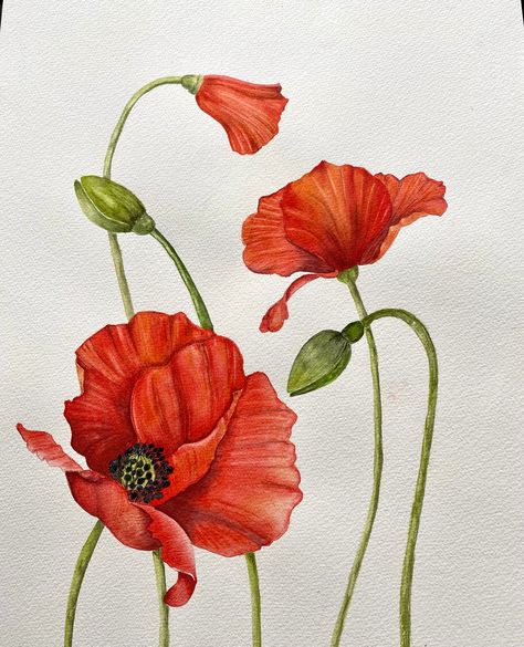 Painted Poppy Flowers, Poppy Flower Watercolor Painting, Poppie Painting, Watercolour Poppies, 2024 Watercolor, Red Poppy Painting, Poppy Flower Painting, Poppies Painting, Painted Poppies