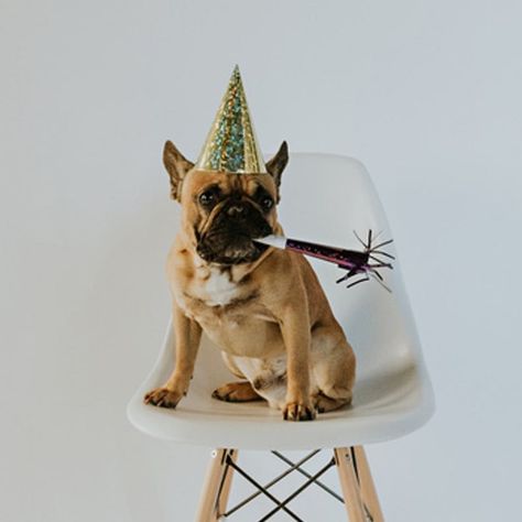 Dog New Year, Puppy Calendar, New Years Eve Pictures, New Year Photoshoot, New Year Post, Animal Photoshoot, Pet Birthday, Dog Calendar, Holiday Inspo