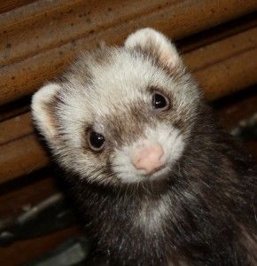 Is that a ferret you found? Chocolate ferret with mask Ferret Therian Mask, Ferrets Care, Therian Masks, A Ferret, Therian Mask, Lynx, Ferret, Austin, Cute Animals