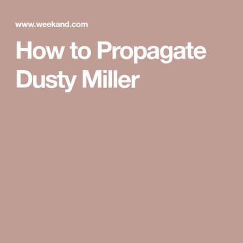 How to Propagate Dusty Miller New Look Dusty Miller, How To Dry Dusty Miller, Dusty Miller Landscape, Dusty Miller Plant, Rooting Hormone, Dusty Miller, Tall Plants, Hardy Perennials, New Growth