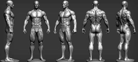 This picture might be helpful for someone who is willing to make some muscles in a character and searching for its reference for 3D Modeling. Men Anatomy, Zbrush Anatomy, Reference Models, Human Muscle Anatomy, Photography Male, 3d Anatomy, Body Human, Male Anatomy, Man Anatomy