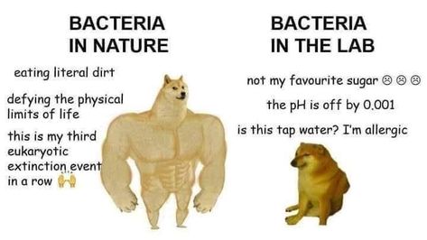 Biology Jokes, Biology Memes, Lab Humor, Biology Humor, Nerd Memes, Nerdy Jokes, Nerdy Humor, Nerd Jokes, Nerd Humor