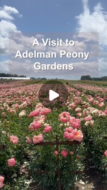 Erin Benzakein - Floret on Instagram: "Last week we made a quick trip down to Oregon to see some amazing flower farms at peak bloom. We visited @adelmanpeonygardens a family owned and operated peony farm who offers an amazing selection of roots through their mail order catalog, cut flowers through @mayeshwholesale plus opens their farm up to visitors every spring. Here’s a little highlight reel from the trip! 💞#peonyparadise" Erin Benzakein, Peony Farm, Flower Farms, Flower Farm, The Trip, Mail Order, Amazing Flowers, Cut Flowers, A Family