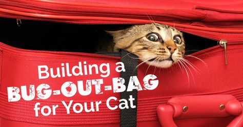 Building a Bug-Out-Bag for Your Cat - The Catington Post Survival Bag, Go Bag, Cat Care Tips, Bug Out Bag, Emergency Prepping, Go Bags, Moving Tips, Survival Prepping, Cat Care