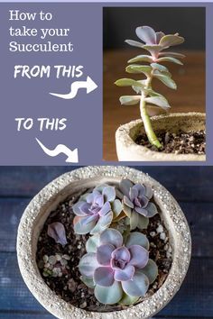 How To Identify Succulents, How To Care For A Succulent Plant, Succulent Garden Pot, How To Save A Succulent Plant, Outdoor Succulent Garden Landscaping, How To Make Succulent Soil, How To Pot Succulents Indoor, Planting Succulents Outdoors In Ground, How To Plant Succulents