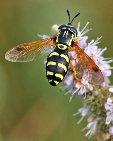 Pollinators Poster, Insect Unit, Hoverfly, Creepy Crawlers, Insect Photography, Bees And Wasps, Insect Collection, Flying Insects, Beautiful Bugs