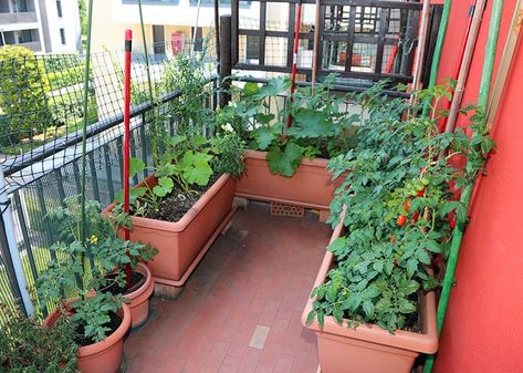 25 Incredible Vegetable Garden Ideas | Green and Vibrant Apartment Vegetable Garden, Easy Garden Ideas Landscaping, Vegetable Garden Ideas, Small Vegetable Gardens, Garden Layout Vegetable, Small Balcony Garden, Vegetable Garden Planning, Vertical Gardens, Garden Types