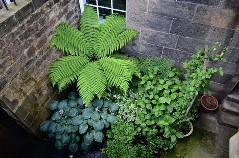 Blurring boundaries: how clever planting tricks turned a tiny city patio into an exotic jungle retreat | Homes and Property | Evening Standard Homemade Trellis, Tiny Basement, Basement Garden, Architectural Plants, Climbing Hydrangea, Tree Fern, Internal Courtyard, Plant Hacks, London Garden