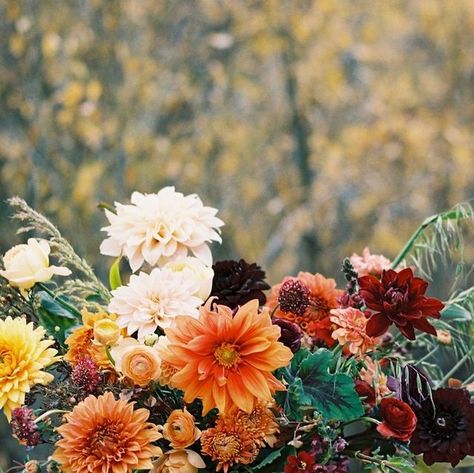 Flower Magazine on Instagram: "Floral designer Frances Grace captures the abundance of the harvest with arrangements starring one of autumn’s divas: the dahlia. Click @flowermagazine and go to the blue link in bio to see more and to get her tips for creating a stunning fall arrangement!⁠
⁠
Photo by @ashleysawtelle⁠
Produced by Jenna Hippensteel⁠
⁠
⁠
*Want to save this post for future inspiration? Click the bookmark icon in the bottom right corner to save!*⁠
⁠
⁠
#floral #flower #flowers #design #colorful #newseason #autumn #garden #gardening #bloom #flowermagazine" Simple Dahlia Arrangement, Dahlia Fall Flower Arrangements, Small Dahlia Arrangement, Large Dahlia Arrangement, Autumn Dahlia, November Flowers, Bookmark Icon, Flower Magazine, Future Inspiration