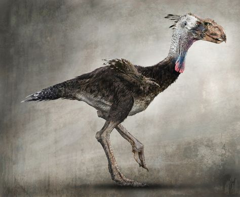 Artist’s interpretation of a prehistoric terror bird, such Titanis walleri. Terror Bird, Cenozoic Era, Extinct Birds, Feathered Dinosaurs, Prehistoric Wildlife, Prehistoric World, Ancient Animals, The Lost World, Paleo Art