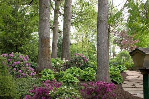 Rhodies, azaleas, hostas Pavers Design, Garden Design Pictures, Chicago Landscape, Garden Board, Shade Landscaping, Shady Garden, Woodland Gardens, Patio Pavers, Wooded Landscaping