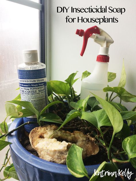 DIY Insecticidal Soap for Houseplants – EARTHeim Landscape Design Lexington Kentucky Castile Soap For Plants, Diy Houseplant Insecticide, Diy Insecticidal Soap, Neem Oil Recipes, Homemade Vinegar Cleaner, Diy Neem Oil, Gnats In House Plants, Castile Soap Recipes, Vinegar Cleaner