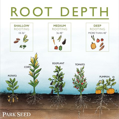 interplanting Horticulture Education, Veg Garden, Vegetable Garden Design, Food Garden, Garden Pests, Plant Roots, Veggie Garden, Growing Food, Lombok