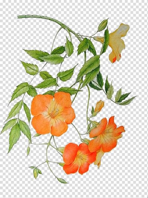 Chinese Trumpet Vine, Vine Drawing, Whale Tattoos, Trumpet Vine, Vine Tattoos, 수채화 그림, Flower Art Painting, Porcelain Painting, 그림 그리기