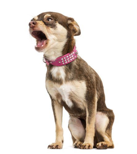 Dog Training Barking, Dog Bark, Stop Dog Barking, Angry Dog, Barking Dog, Dog Tips, Chihuahua Love, Dog Rules, Tiny Dogs