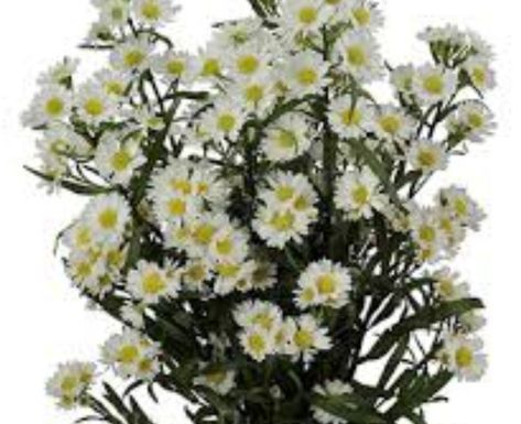 White Aster, Aster Flowers, White Lotus Flower, Flower Identification, White Ranunculus, Aster Flower, White Wedding Theme, Flowers For Sale, Winter Wedding Flowers