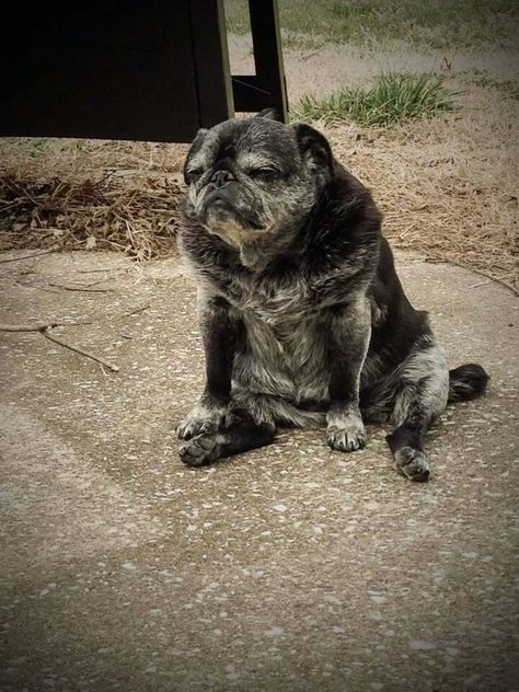 Old Pug with lots of character. Old Pug, Black Pug Puppies, Pugs And Kisses, Baby Pugs, Pug Pictures, Pug Mom, Black Pug, Pug Puppies, The Pug