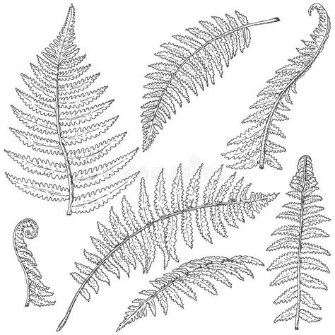 Fern Leaves Sketch royalty free illustration Fern Sketch, Botanical Illustration Black And White, Fern Illustration, Leaves Sketch, Fern Leaves, Free Hand Drawing, Fern Leaf, Leaf Drawing, Sketch Illustration