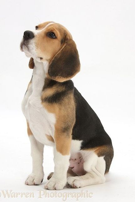 Baby Beagle, Pocket Beagle, Cute Beagles, 강아지 그림, Best Dog Breeds, Beagle Puppy, Dog Wallpaper, Beagle Dog, Dog Images