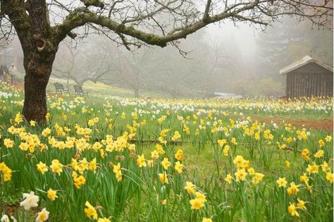 Daffodil Hill California Wildflowers, Spring Day, Flower Field, Watercolor Landscape, Amazing Nature, Volcano, Daffodils, Secret Garden, Yellow Flowers