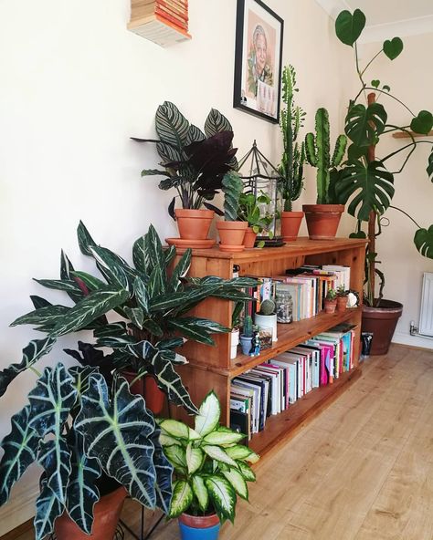 Plant Bookshelf Indoor, Plant Bookshelf, Living Room Plants Decor, Cosy Home, Hippy Room, Bohemian Room, Hippie Homes, Living Vintage, Indoor Design