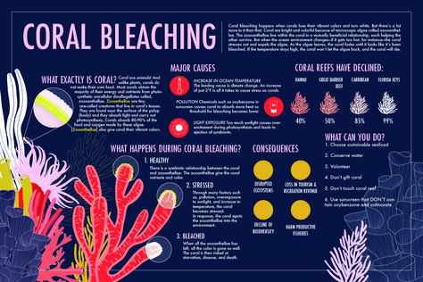 Coral Bleaching Infographic, Coral Reef Food Web, Seaweed Identification, Coral Reef Infographic, Ocean Zones, Coral Reef Illustration Underwater, Coral Reef Pollution, Scientific Poster, Geography Project