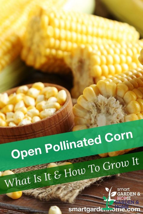 Open pollinated corn is varieties that are naturally pollinated as opposed to artificially cross-pollinated hybrids. There is a myth that open pollinated plants are “weaker” and more unreliable than hybrids, this is not true. https://smartgardenhome.com/gardening-how-to/open-pollination/grow-corn/?utm_source=pinterest&utm_medium=smartgardenhome&utm_campaign=publer #smartgardenhome #gardening #houseplants Growing Corn In Raised Bed, How To Propagate Corn Plant, Grow Corn In Backyard, Corn Bred, When To Harvest Corn, Harvesting Corn, Flint Corn, Field Corn, Gmo Corn