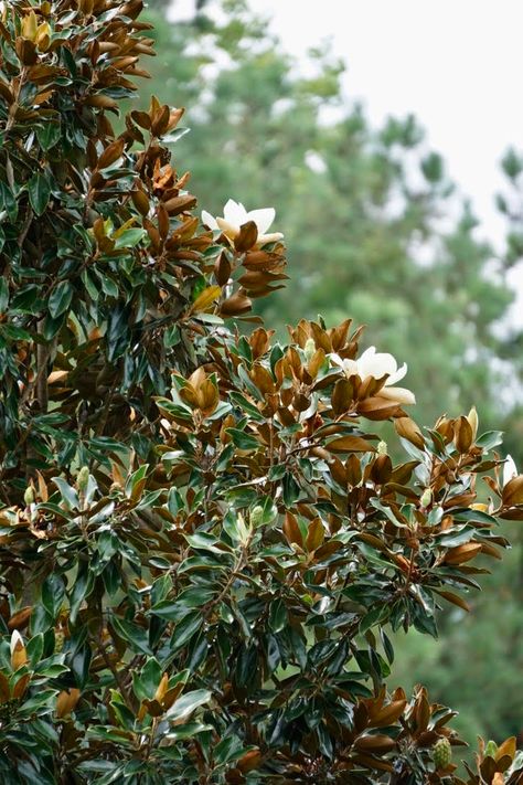 Magnolia grandiflora 'Kay Parris' (Kay Parris, Kay Parris Magnolia) | North Carolina Extension Gardener Plant Toolbox Kay Parris Magnolia Tree, Magnolia Tree Landscaping, Southern Magnolia Tree, Evergreen Magnolia, Picea Pungens, Magnolia Grandiflora, Tree Growth, Southern Magnolia, Flowering Tree